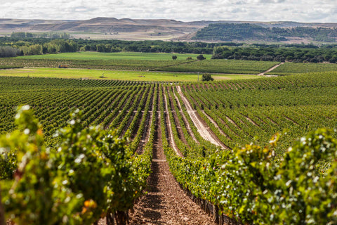 VIÑAS DEL JARO - RIBERA DEL DUERO, ESPAÑA