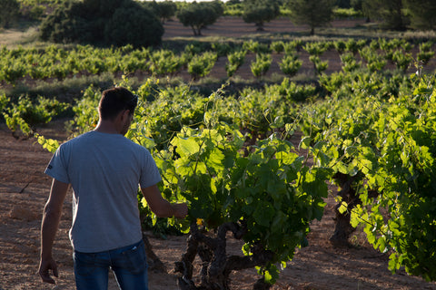BODEGAS PONCE - CASTILLA LA MANCHA, ESPAÑA