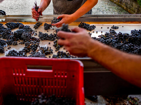 LE MACCHIOLE - BOLGHERI, ITALIA