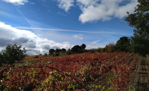 BODEGAS Y VIÑEDOS CASTRO VENTOSA - EL BIERZO, ESPAÑA