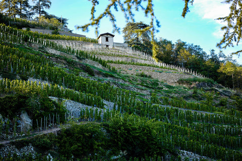 DOMAINE GEORGES - VERNAY-CONDRIEU, FRANCIA