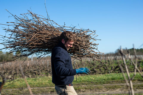 Xavier Weisskopf recogiendo sarmiento en las viñas