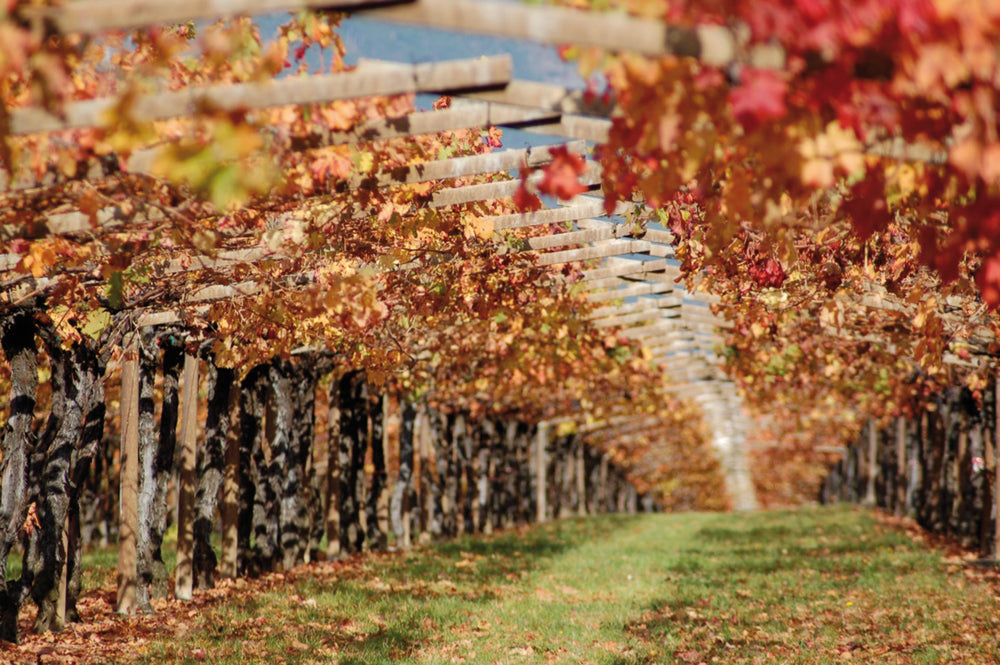 Bodegas Compostela